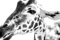A black and white head shot of a giraffe is the funniest thing