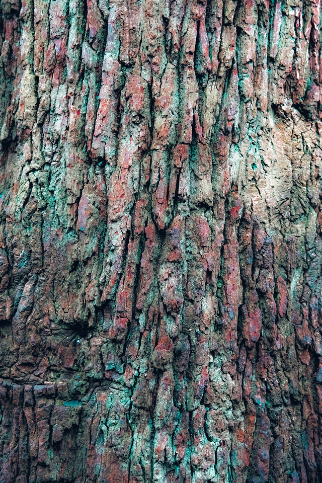 Tree bark at Badock's Wood in Bristol