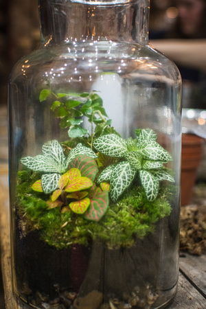 London Terrariums 16