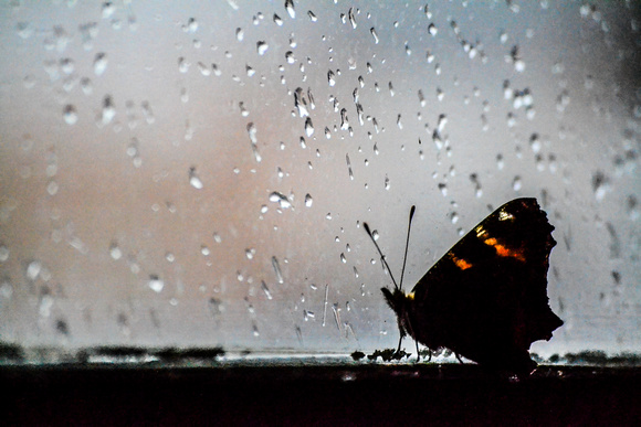 a little butterfly waits for the rain to stop